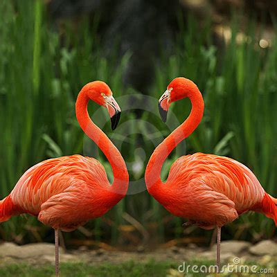 Flamingo Bilder. Flamingo