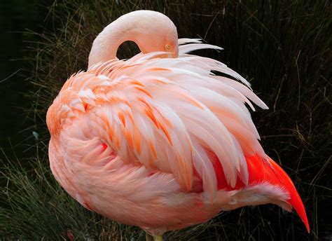 Flamingo | Bird Basic Facts & Beautiful Pictures | Beauty ...