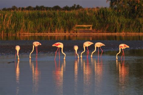 Flamingo Feeding   Flamingo Facts and Information