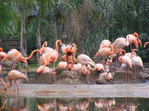 Flamingo   Foto di Barcelona Zoo  Parc Zoologic de ...