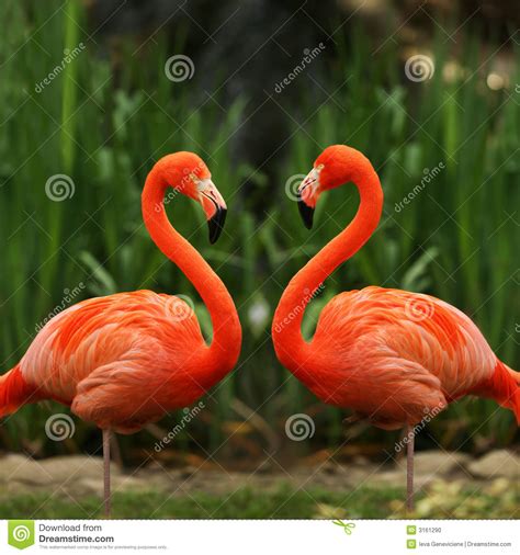 Flamingo Love Talk Stock Photo   Image: 3161290
