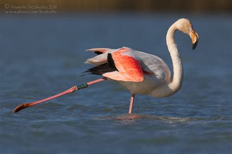 Flamingo  Phoenicopterus roseus  photo   Daniele Occhiato ...