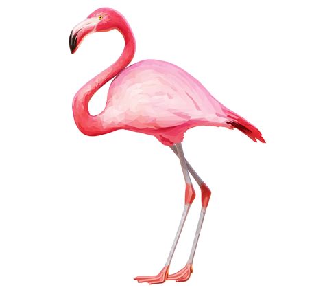 Flamingo PNG images free download