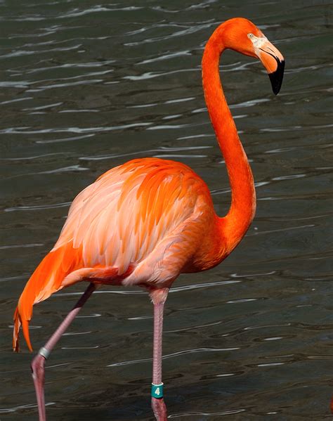 Flamingo Resources | The Maryland Zoo in Baltimore