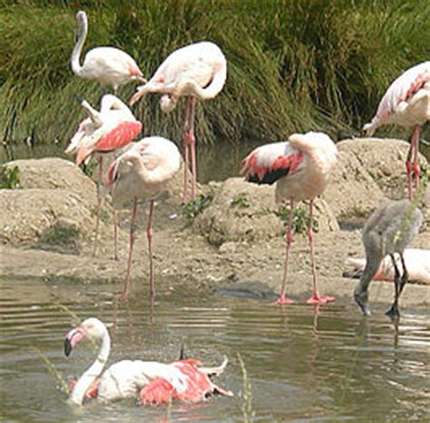 Flamingo s   Wikipedia