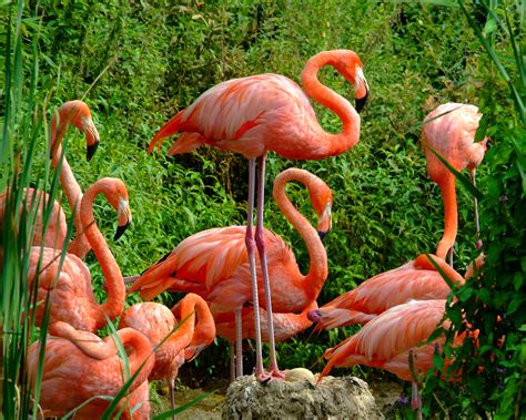 Flamingo | The Life of Animals