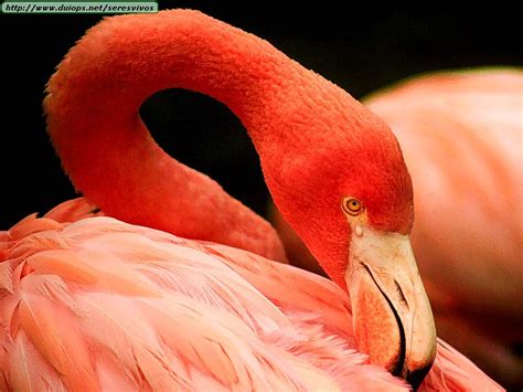 Flamingoes photos