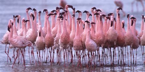 Flamingos: A Makeover for the Flame Birds | HuffPost