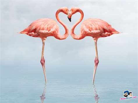 Flamingos Birds Wallpaper | Couples | Pinterest | Flamingo ...