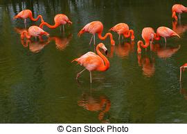 Flamingos Imágenes y almacen de fotos. 10 334 Flamingos ...