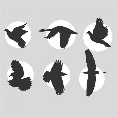 Fliegende Vögel Silhouetten Sammlung | Download der ...