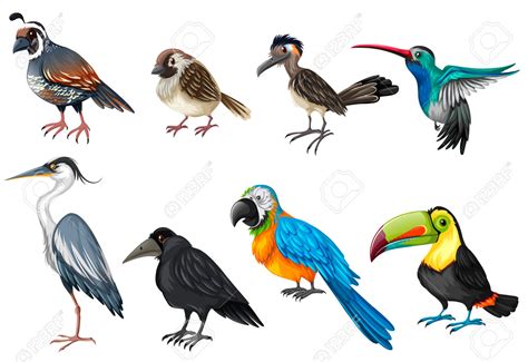 Flock Of Birds clipart species   Pencil and in color flock ...