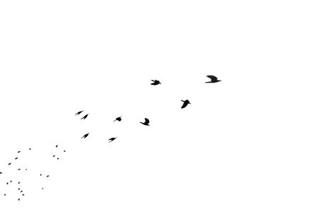 Flock of Birds Flying Away in Distance PNG Stock by ...