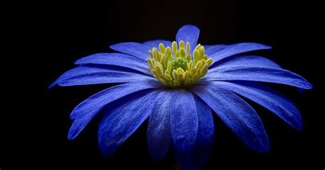 Flor azul sobre fondo negro: fotografía sin copyright ...