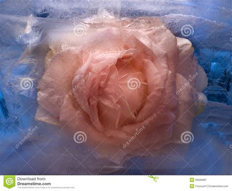 Flor Congelada Da Rosa Do Rosa Fotografia de Stock Royalty ...