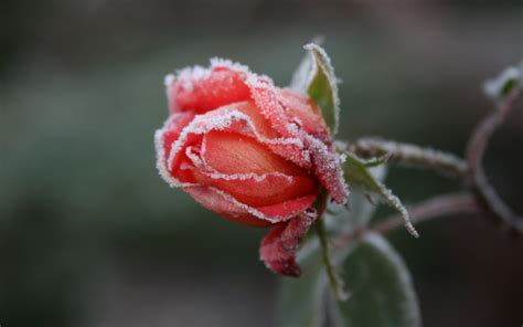 Flor congelada, geada, rosa vermelha Papéis de Parede ...