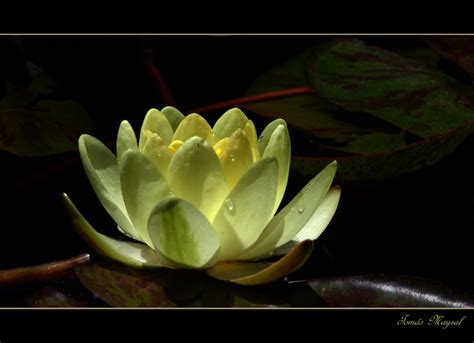 Flor de Agua Luz de Sol Imagen & Foto | plantas, flores ...