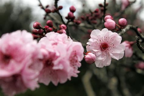 Flor de Cerejeira   Conheça Mais Sobre a Bela Lenda Japonesa