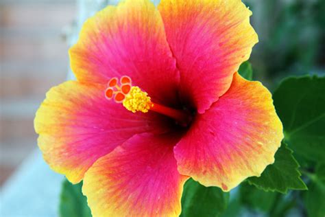 Flor de hibisco Stock de Foto gratis   Public Domain Pictures