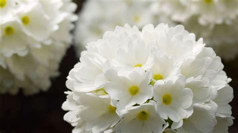Flor de Pascua blanca