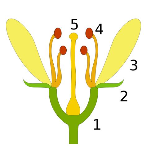 Flor – Wikipédia, a enciclopédia livre