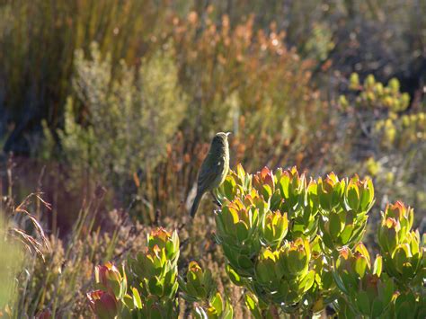 Flora and fauna at top of table mountain cape town south ...