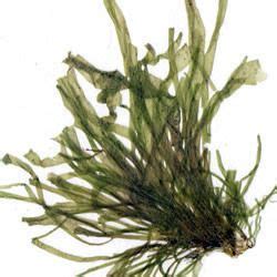 Flora   Plantas, musgos y algas