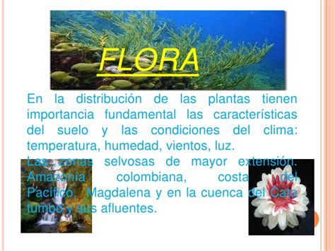 Flora y fauna colombiana