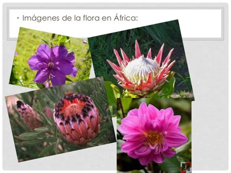 Flora y fauna en áfrica