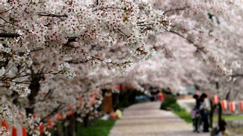 Florecen los cerezos de Japón ¡Ya es primavera!