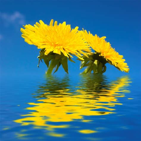 Flores amarelas na água | Baixar fotos gratuitas
