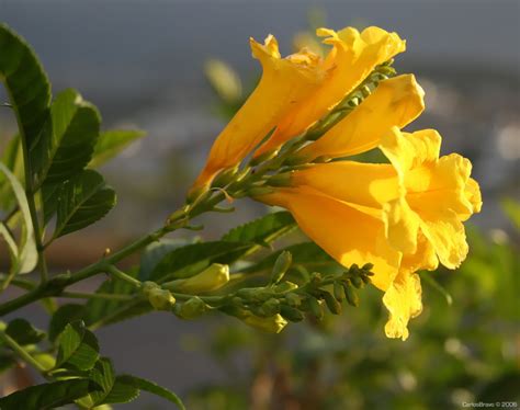 Flores Amarillas / Yellow Flowers | UFO Size: static ...