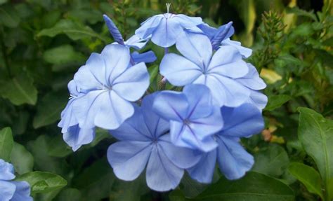 Flores azules: Lirios de agua :: Imágenes y fotos