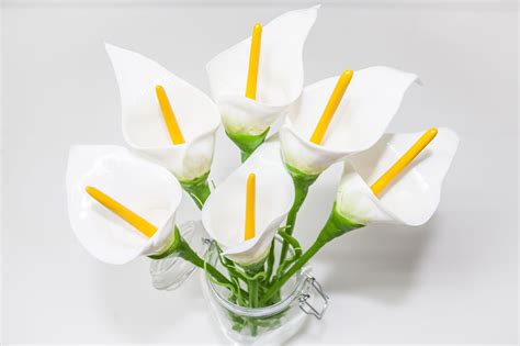 Flores blancas: Calas :: Imágenes y fotos
