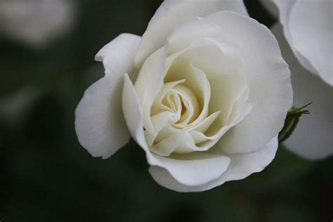 flores blancas con su nombre | facilisimo.com