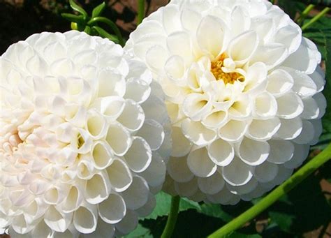 Flores blancas: Dalias :: Imágenes y fotos