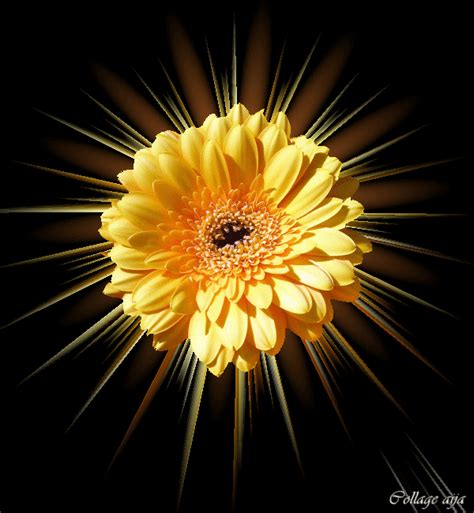 Flores bonitas con movimiento y brillo | Imágenes bellas
