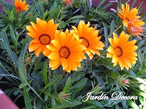 Flores De Gazania Para Mi Jardín | Fundació Ilersis