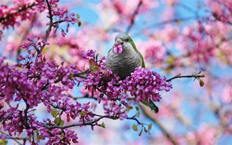 Flores de la primavera de aves fondos de pantalla gratis