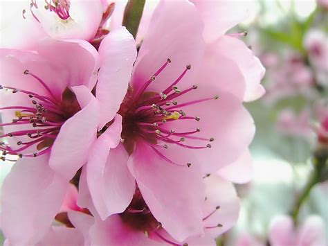 Flores de primavera fondos de pantalla | Flores de ...