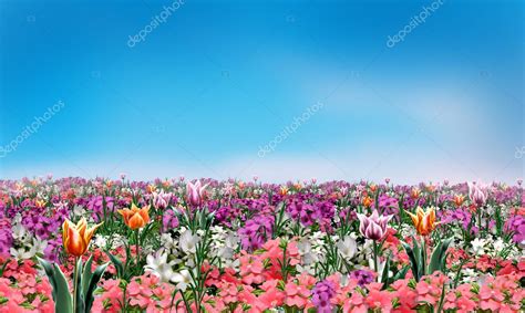 Flores de primavera y claro cielo azul, paisaje de fondo ...