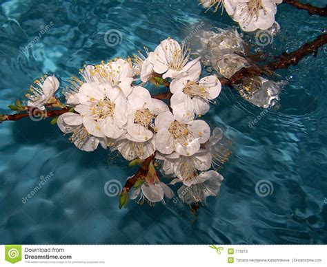 Flores En Agua Fotos de archivo   Imagen: 773213