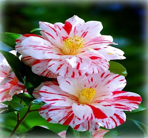Flores Hermosas Para Compartir En Facebook | Las Mejores ...