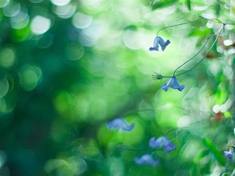 Flores Macro Azul Bokeh Naturaleza fondos de pantalla gratis