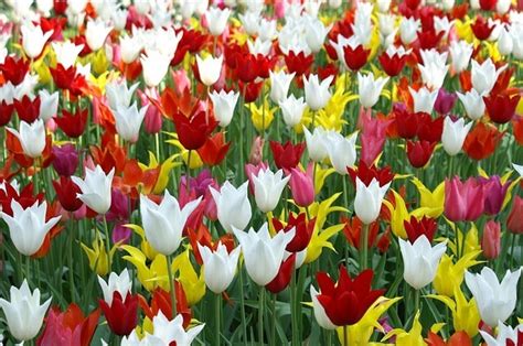 Flores para decorar en primavera: opciones que no fallan