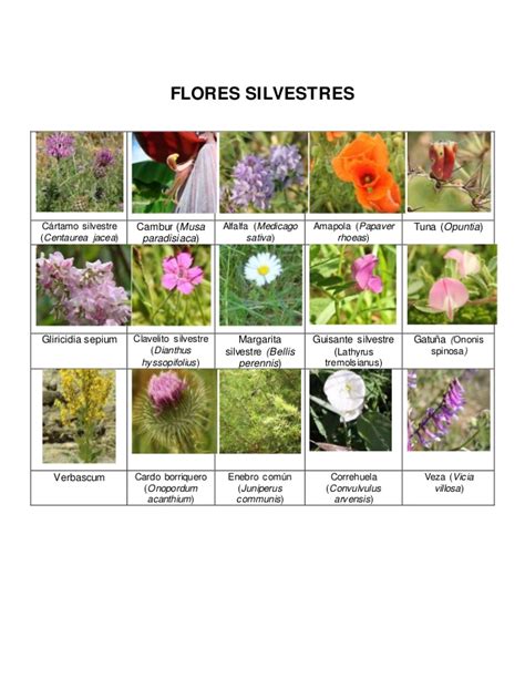 Flores silvestres e insectos