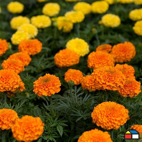 ¡Flores! #Sodimac #Homecenter #Flores #Jardín | Jardín ...