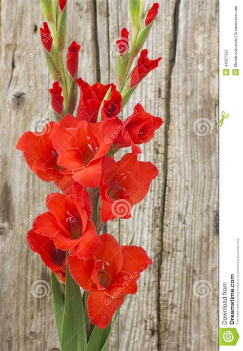 Flores Vermelhas Do Tipo De Flor Foto de Stock   Imagem ...