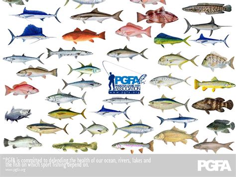 Florida Fish Species | Fish Compatibility Chart ...
