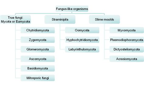 Flowchart summarising the classification of fungus like ...